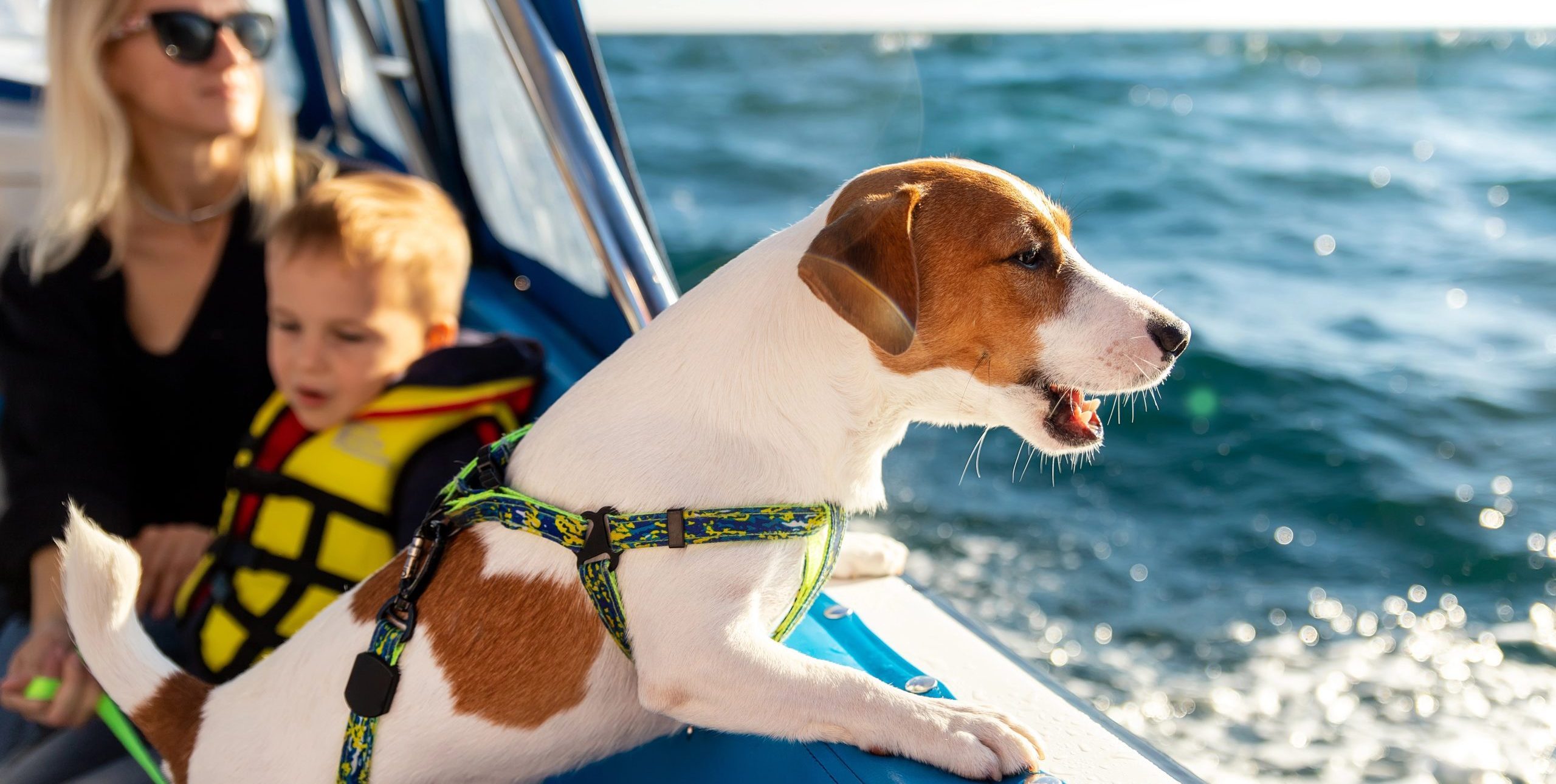 Animali a bordo
