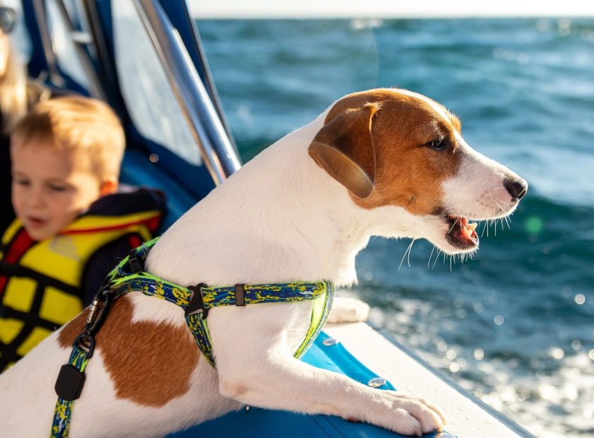 Animali a bordo