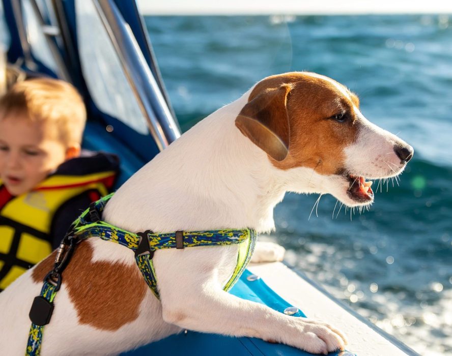 Animali a bordo
