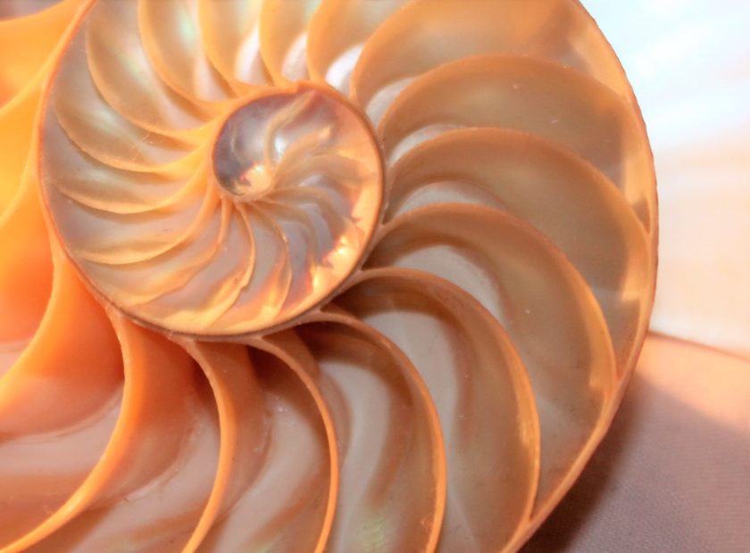 Nautilus e Fibonacci