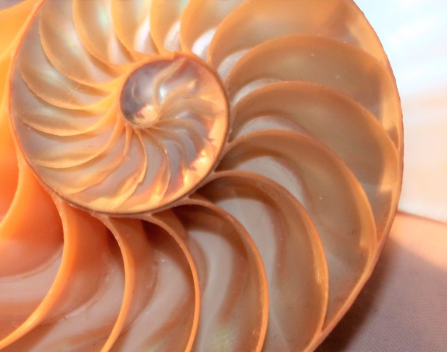 Nautilus e Fibonacci