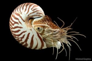 Nautilus