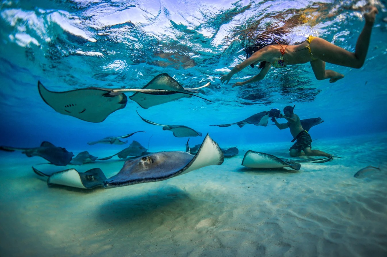 Manta e razza: simili… ma sorprendentemente diverse - Scuola Nautica Delta