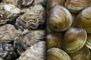 Vongole e Ostriche