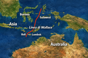 Dove passa la linea di Wallace