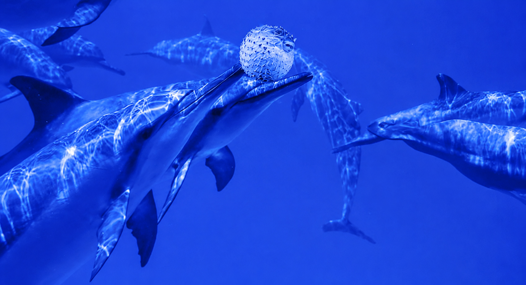 Delfini pesce palla droga