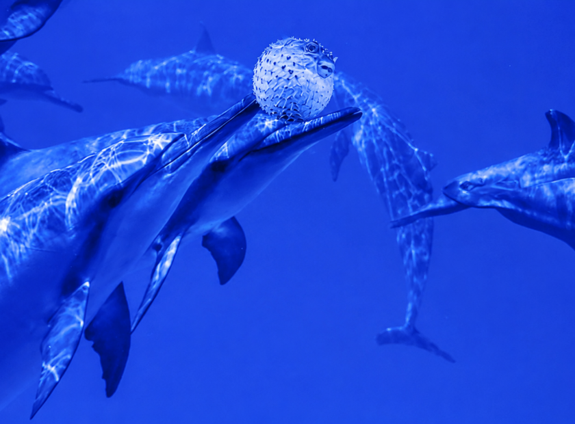 Delfini pesce palla droga