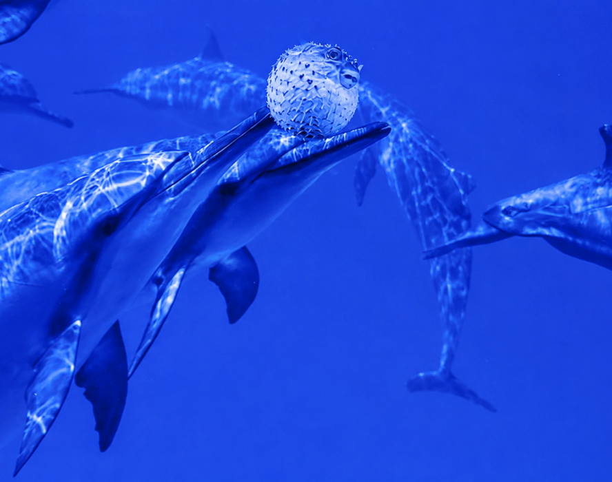 Delfini pesce palla droga