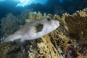 Pesce Palla argenteo